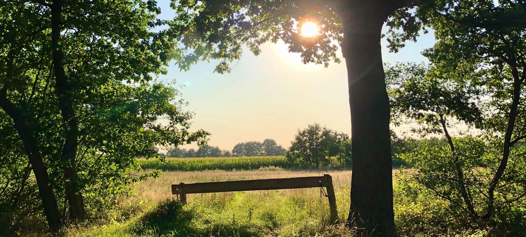 Bäume mit Weitblick und tiefstehender Sonne